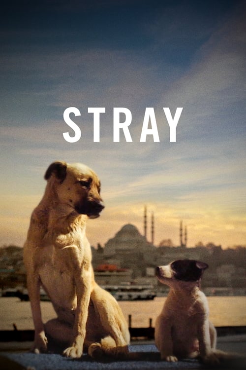 دانلود فیلم Stray منحرف شدن